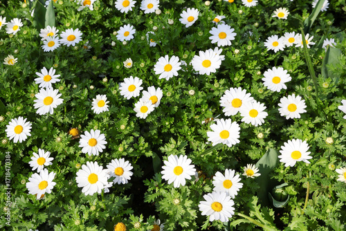 Field of white flowers 