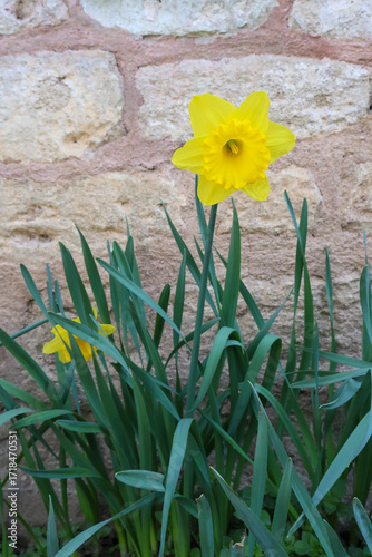 Close up of daffodil against a wall  