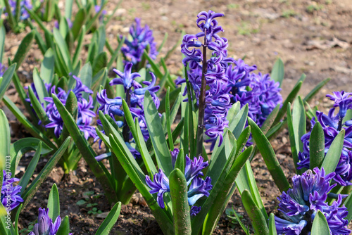 purple flowers close up 
