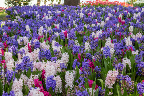 Purple and white flowers