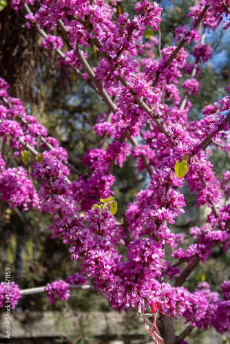 Pink blossoms 