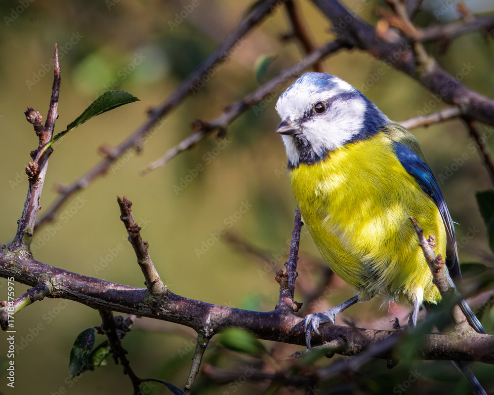 Obraz premium Blue Tit perched at Hauxley Nature Reserve September 2025