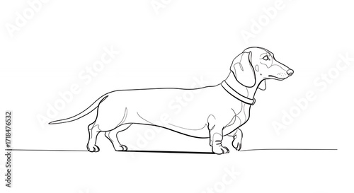 Line drawing dachshund