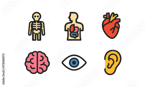 Colorful flat icons of human anatomy: skeleton, internal organs, heart, brain, eye, ear