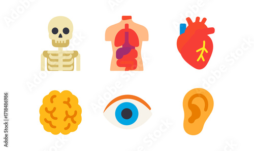 Colorful flat icons of human anatomy: heart, brain, skeleton, lungs, eye, ear