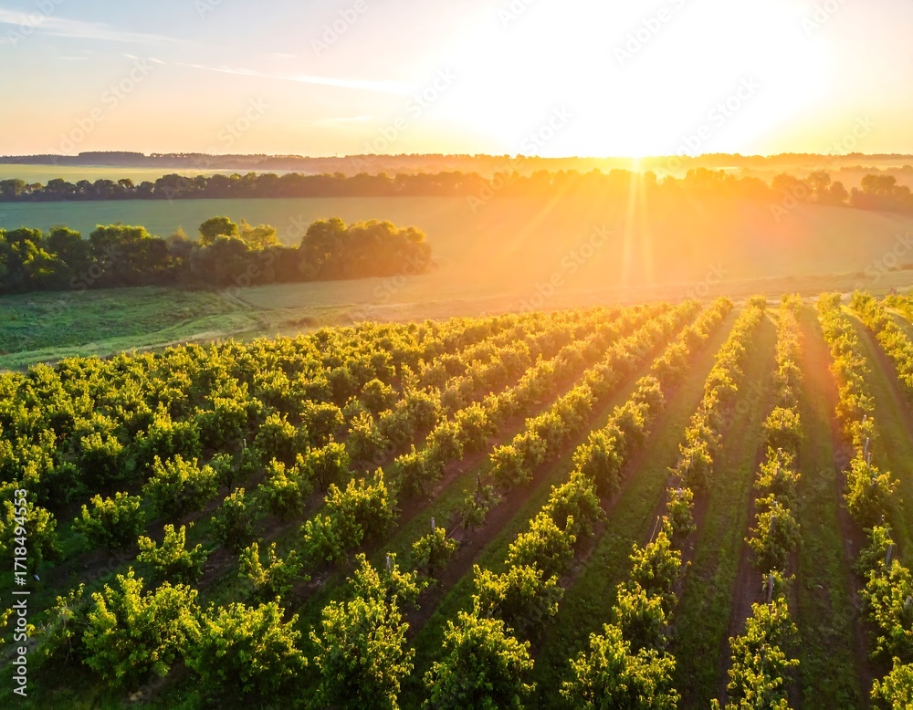 Obraz premium Sunrise over a vibrant orchard