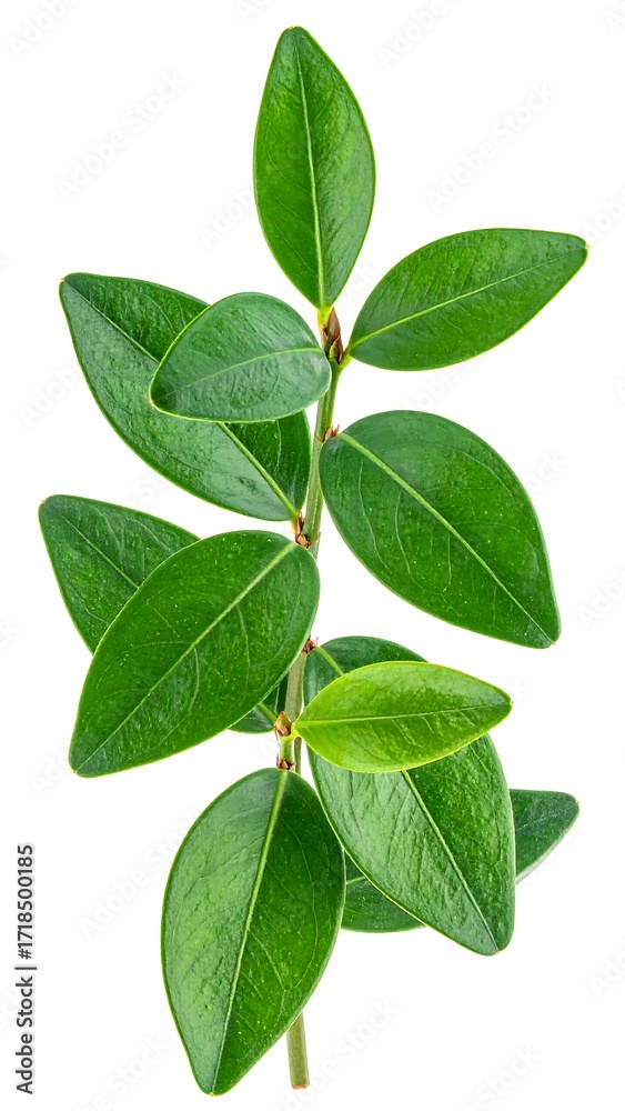 Fototapeta premium Vibrant green leaves on stem