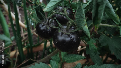 Black tomato variety growing on a branch, cinematic shoot, close-up