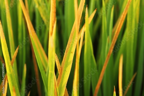 Rice leaves are infected by a fungus , causing them to turn brown