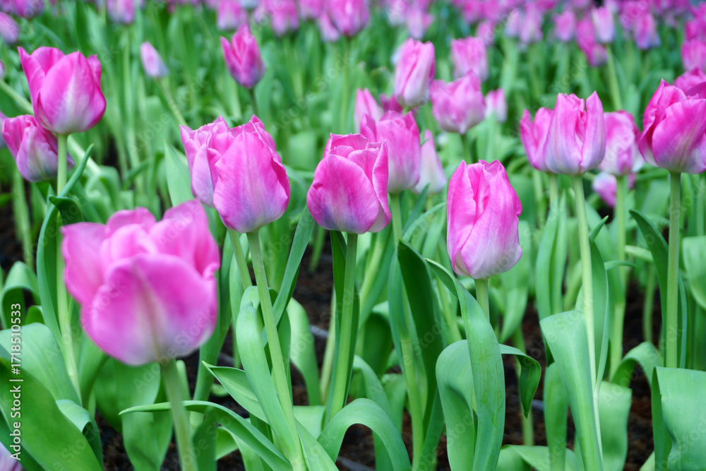 Fototapeta premium Tulips Flower