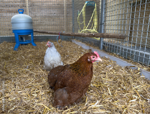 Obraz na płótnie A healthy brown hen stands on deep straw bedding inside a clean chicken coop on