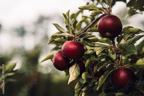 Red apples on tree ready to be harvested. Ripe red apple fruits in apple orchard.