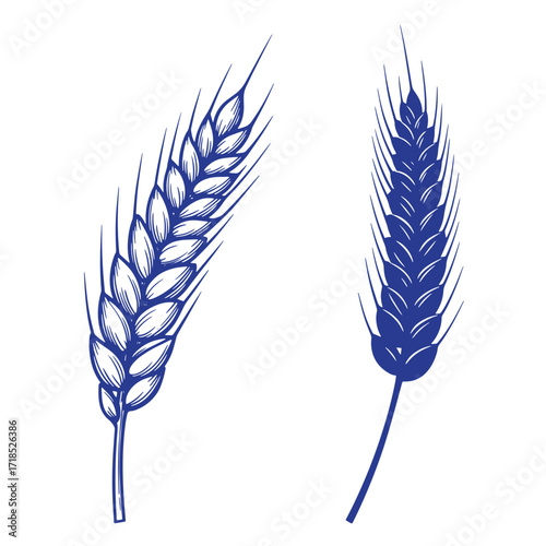 Detailed blue wheat ear illustration showing two different artistic depictions isolated on white