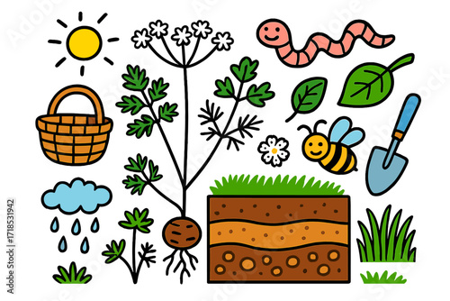 ???? ? ???????? ??????. Colorful Hand-drawn doodle Children illustration Conopodium majus plant, white umbels flowers, divided fern-like leaves, earthnut