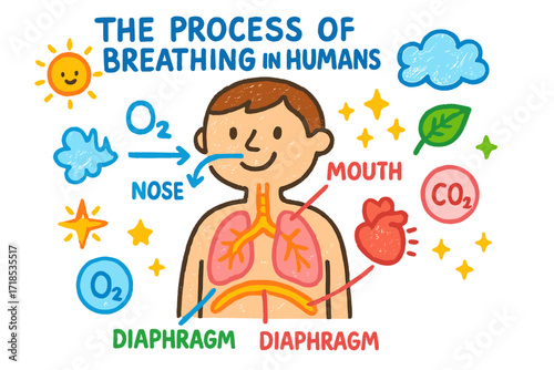 Breathing Process Illustration. Colorful Hand-drawn doodle Children illustration The Process of Breathing in Humans lungs, nose, mouth, diaphragm, ribcage, air