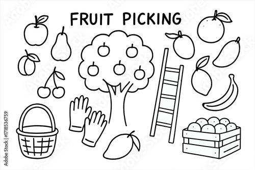 Fruit Picking Doodle. Fruit picking. Hand-drawn doodle illustration fruit picking apple, pear, peach, plum, cherry, orange, lemon, mango, banana, basket,