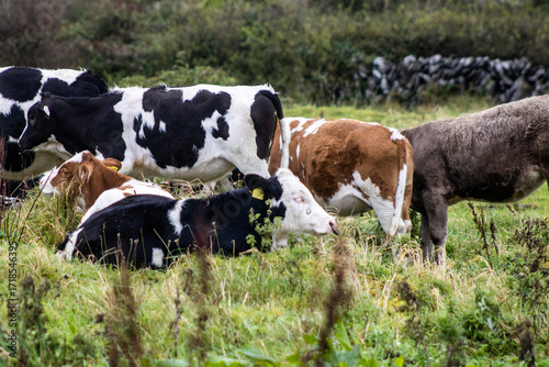 cows in a field