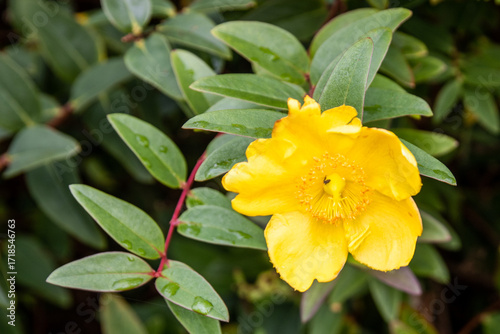 St John's Wort