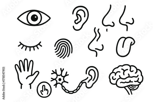 Human Senses Doodle. Hand-drawn doodle illustration human senses eye, ear, nose, tongue, hand, fingerprint, sound wave, smell icon, taste bud, touch icon, open