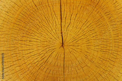Close-up wood grain for backgrounds