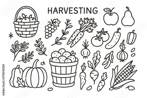 Harvest Doodle Icons. Harvesting fruits and vegetables. Hand-drawn doodle illustration harvesting fruits and vegetables baskets, apples, pears, grapes,