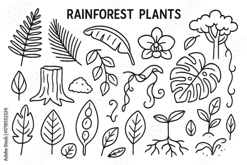 Rainforest Plant Doodles. Hand-drawn doodle illustration Rainforest Plants fern leaf, palm frond, banana leaf, vine, orchid, monstera leaf, tree trunk, moss,
