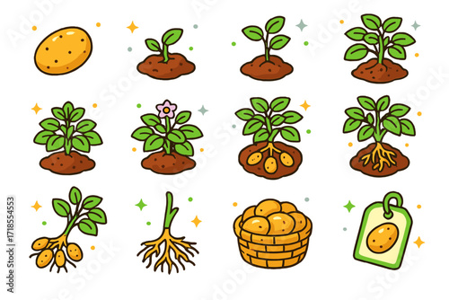 Potato Growth Icons. Colorful isometric vector icons set of Potato plant growth stages: seed potato, sprouting seed, small sprout, early leaves, full bush,