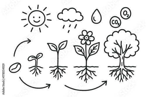 Plant Growth Cycle Doodle. Hand-drawn doodle illustration Plant growth cycle seed, sprout, root, stem, leaf, flower, tree, soil, sun, cloud, water droplet,