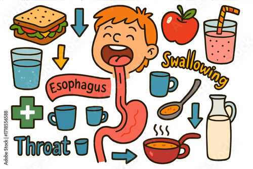 Digestive System Doodles. Colorful Hand-drawn doodle Children illustration Esophagus and swallowing esophagus tube, arrows down, sandwich, glass of water,