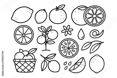 Citrus Fruits Doodle. Hand-drawn doodle illustration Citrus Fruits lemon, lime, orange, grapefruit, half slice, citrus tree, blossom flower, juice drop, peel