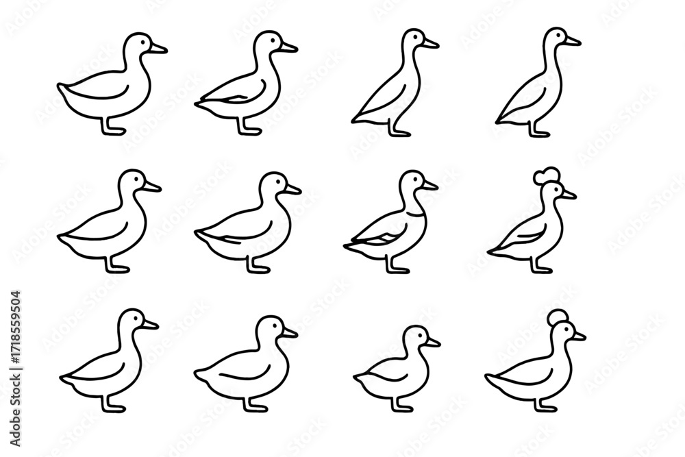 Obraz premium Duck Breeds Icons. Duck breeds. Line icon set of duck breeds: pekin, muscovy, khaki campbell, indian runner, rouen, cayuga, saxony, welsh harlequin, swedish