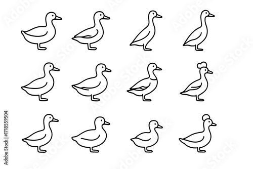 Duck Breeds Icons. Duck breeds. Line icon set of duck breeds: pekin, muscovy, khaki campbell, indian runner, rouen, cayuga, saxony, welsh harlequin, swedish