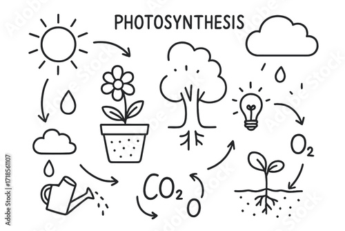 Photosynthesis Doodle Illustration. Photosynthesis. Hand-drawn doodle illustration how a plant makes food with sun, cloud, raindrop, leaf, tree, sprout, roots,