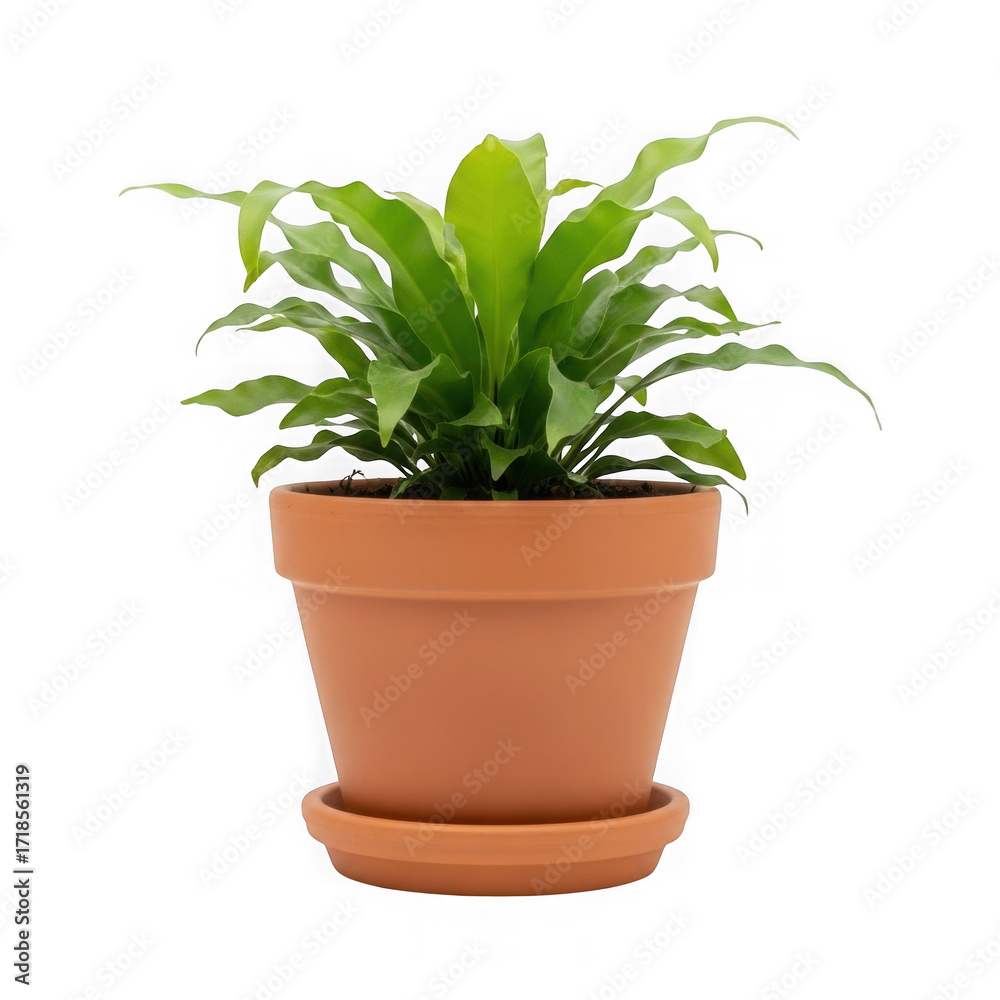 Obraz premium Green plant in terracotta pot isolated on transparent background