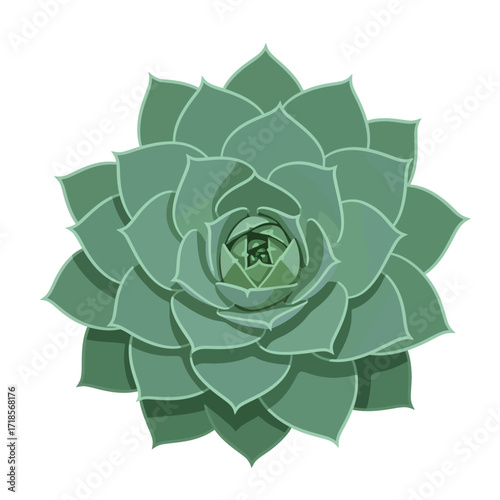 A stylized, top-down illustration of a green succulent plant with tightly packed, layered petals forming a geometric rosette pattern against a white background.
