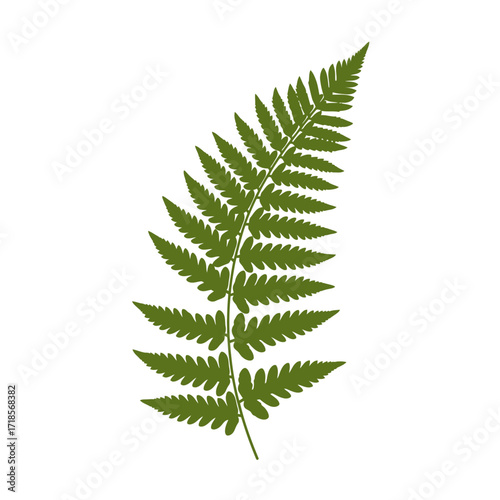 A single, vibrant green fern frond with delicate, lacy leaflets, isolated on a clean white background.