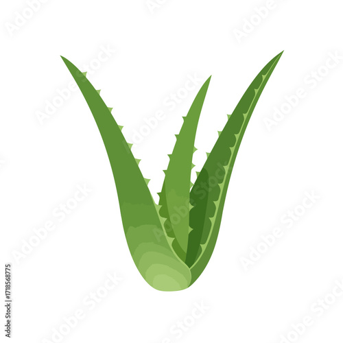 A simple vector illustration of a green aloe vera plant with three spiky, fleshy leaves isolated on a white background.