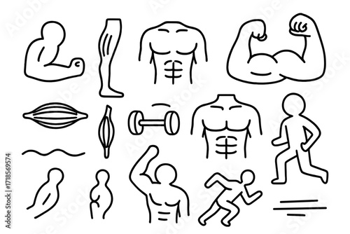 Muscle Anatomy Doodle. Hand-drawn doodle illustration muscular system arm muscle, leg muscle, chest muscle, back muscle, bicep icon, flexing arm, torso lines,
