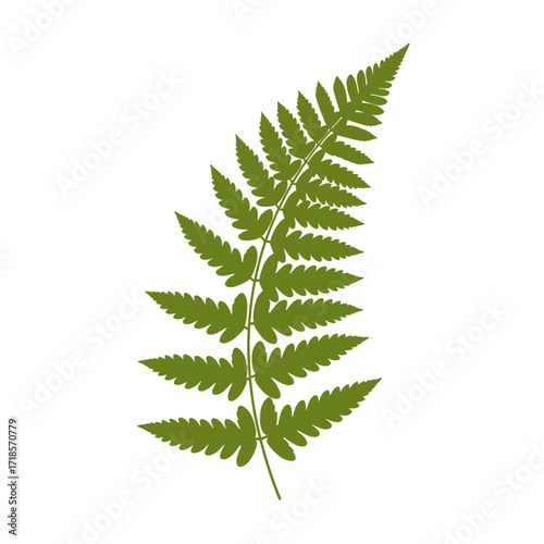A single green fern frond with detailed leaflets, isolated on a white background, showcasing its delicate structure.