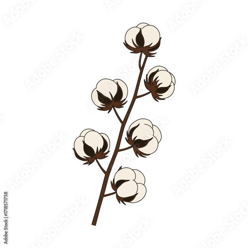 A branch of cotton plant with several mature bolls, showcasing fluffy white fibers.