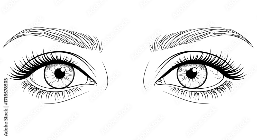 Fototapeta premium Detailed line art illustration of a pair of human eyes with eyelashes and eyebrows.