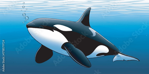 High-quality illustration of an orca (killer whale) with clean lines and smooth gradient or solid colors