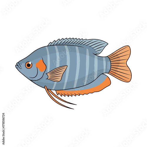 gourami fish illustration design