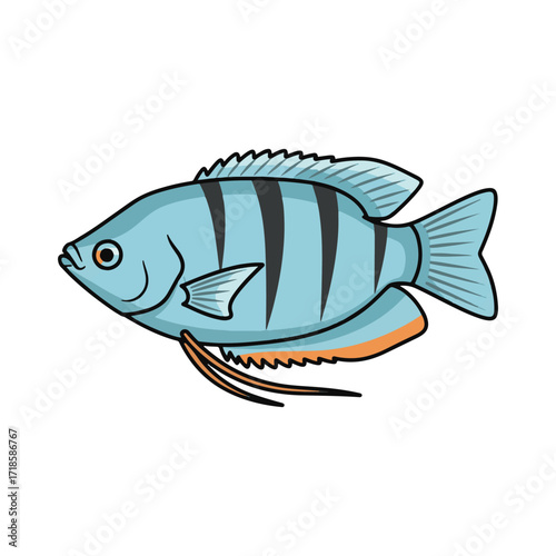 gourami fish illustration design