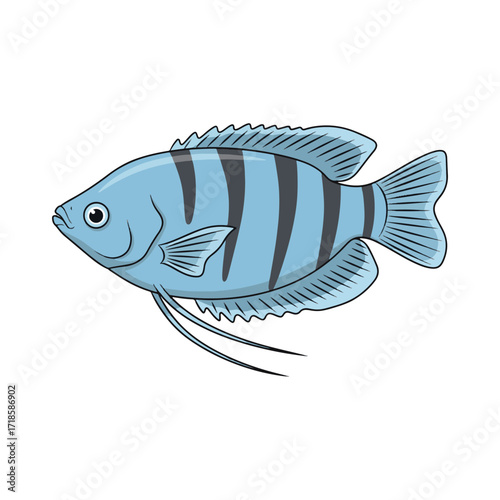 gourami fish illustration design