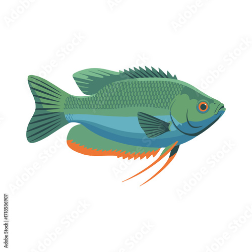 gourami fish illustration design
