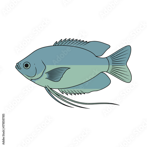 gourami fish illustration design