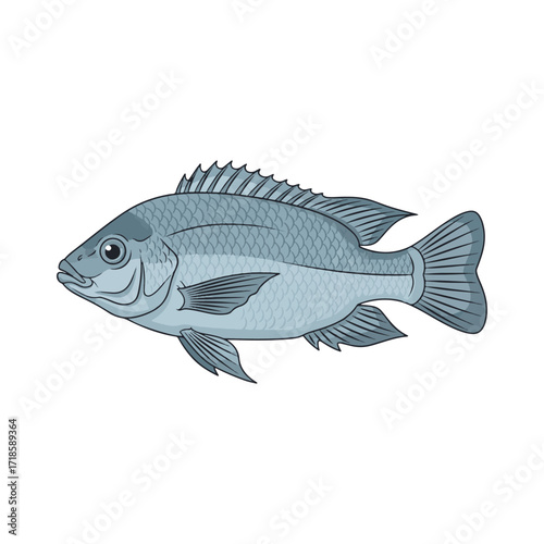 
tilapia fish illustration design
