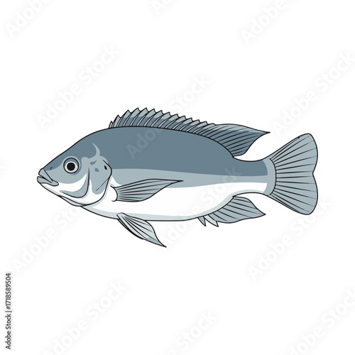 
tilapia fish illustration design