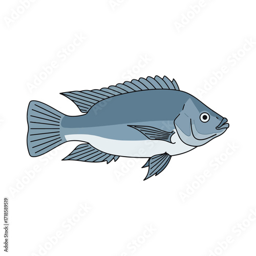 
tilapia fish illustration design
